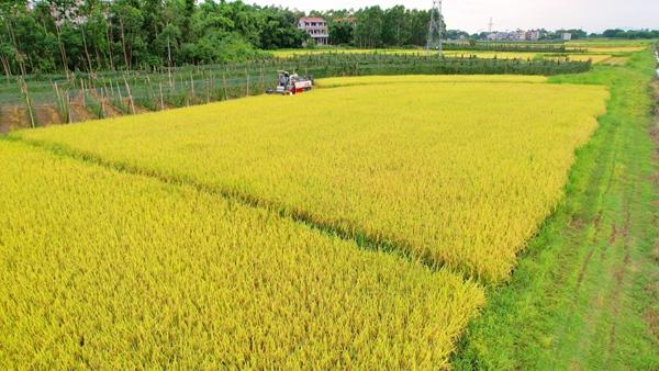 贵港市港南区推广水稻粉垄技术再次增产
