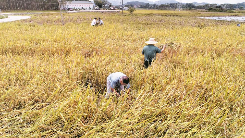 我市试验开展水稻先直播后粉垄耕作技术
